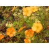 Potentilla fruticosa 'Hopleys Orange'