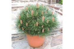 Pinus nigra BREPO® 'Pierrick Brégeon'