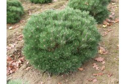Pinus nigra BREPO® 'Pierrick Brégeon'