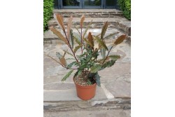 Photinia serratifolia CRUNCHY® 'Rev100'