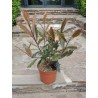 Photinia serratifolia CRUNCHY® 'Rev100'