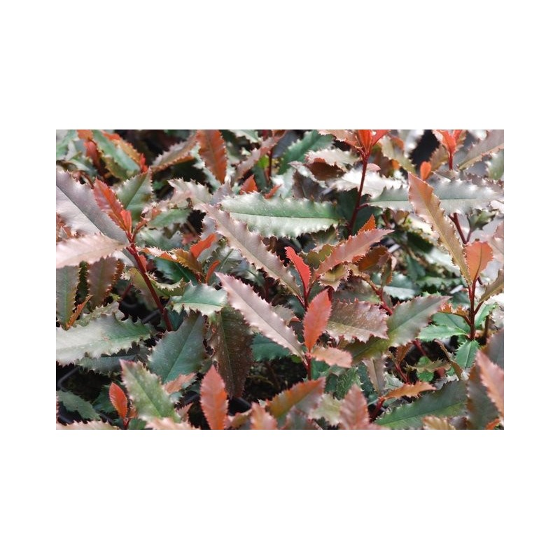 heath plant Mediterranean Pink Winter Heath
