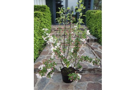 Malus PERPETU Evereste