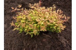 Hydrangea paniculata DIAMANTINO ® 'Ren101'