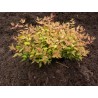 Hydrangea paniculata DIAMANTINO ® 'Ren101'