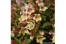 Abelia x grandiflora SUNNY CHARM® 'Minduo1'