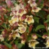 Abelia x grandiflora SUNNY CHARM® 'Minduo1'