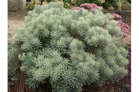 Euphorbia characias SILVER SWAN 'Wilcot'