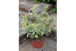 Euphorbia 'Helena'®
