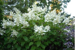 Hydrangea Paniculata WHITE LADY