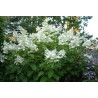 Hydrangea Paniculata WHITE LADY