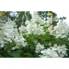 Hydrangea paniculata 'White Lady'