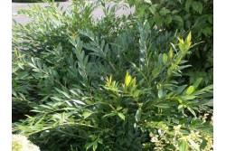 Prunus laurocerasus DART S LOWN GREEN ® 'Interlo'