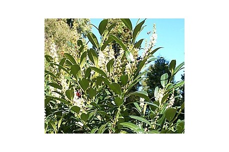 Prunus laurocerasus GENOLIA® 'Mariblon'