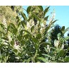 Prunus laurocerasus GENOLIA® 'Mariblon'