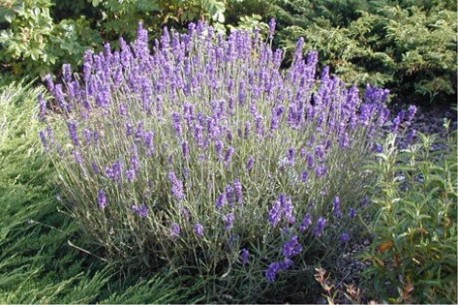 Lavandula angustifolia 'Hidcote blue'