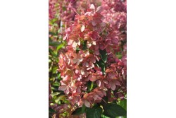 Hydrangea paniculata PASTELGREEN ® 'Renxolor'