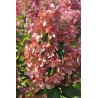 Hydrangea paniculata PASTELGREEN ® 'Renxolor'