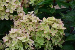 Hydrangea paniculata PASTELGREEN ® 'Renxolor'