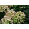 Hydrangea paniculata PASTELGREEN ® 'Renxolor'