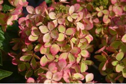 Hydrangea paniculata PASTELGREEN ® 'Renxolor'