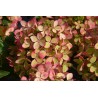 Hydrangea paniculata PASTELGREEN ® 'Renxolor'