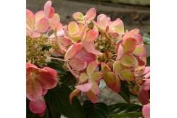 Hydrangea paniculata PASTELGREEN ® 'Renxolor'