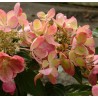 Hydrangea paniculata PASTELGREEN ® 'Renxolor'