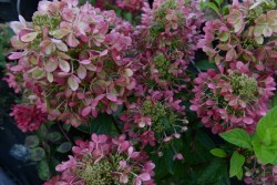 Hydrangea paniculata PASTELGREEN ® 'Renxolor'