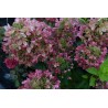 Hydrangea paniculata PASTELGREEN ® 'Renxolor'