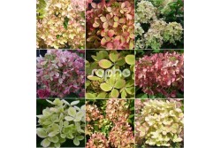 Hydrangea paniculata PASTELGREEN ® 'Rencolor'