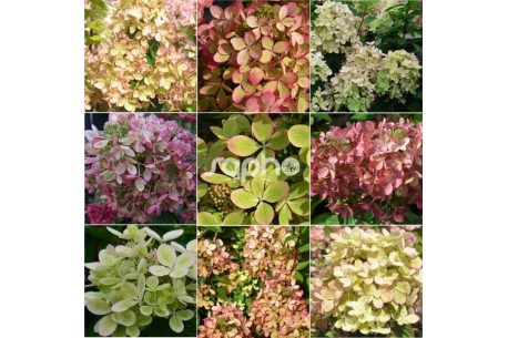 Hydrangea paniculata PASTELGREEN ® 'Rencolor'