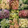 Hydrangea paniculata PASTELGREEN ® 'Rencolor'