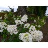 Hydrangea paniculata 'Selection'
