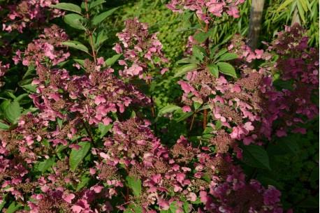 Hydrangea Paniculata WIM S RED