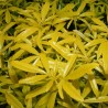 Abelia grandiflora Gold Touch 'Bmr Gold'