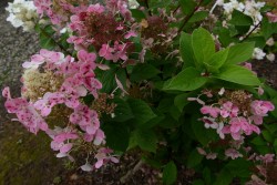 Hydrangea Paniculata EARLY SENSATION 'Bulk'