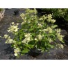 Hydrangea paniculata PRIM'WHITE ® 'Dolprim'