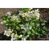 Hydrangea Paniculata EARLY SENSATION 'Bulk'