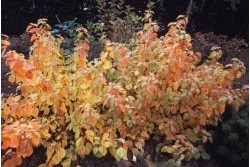 Abelia grandiflora Gold Touch 'Bmr Gold'