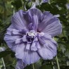 Hibiscus syriacus BLUE CHIFFON  ®  'Notwoodthree'