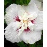 Hibiscus syriacus CHINA CHIFFON  ®  'Bricutts'