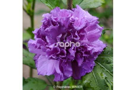 https://catalogue.pepinieres-renault.fr/762-large_default/hibiscus-syriacus-french-cabaret-purple-mindouv5-.jpg