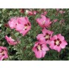 Hibiscus syriacus PINK GIANT ® 'Flogi'