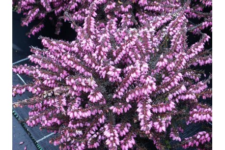 Erica x darleyensis WINTER BELLES® 'Lucie'