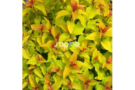 Spiraea japonica MERLO ® Gold 'DAVCOP04'