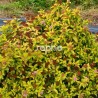Spiraea japonica MERLO ® Gold 'DAVCOP04'