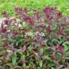 Spiraea japonica MERLO ® Green 'DAVROU01'