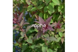 Spiraea japonica MERLO ® Green 'DAVROU01'