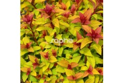 Spiraea japonica MERLO ® Star 'DAVCOP01'